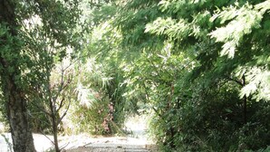 A gravel path with steps leading through a wooded area. - LAST MINUTE Studio N ° 5 BC (Cavalaire-sur-Mer)
