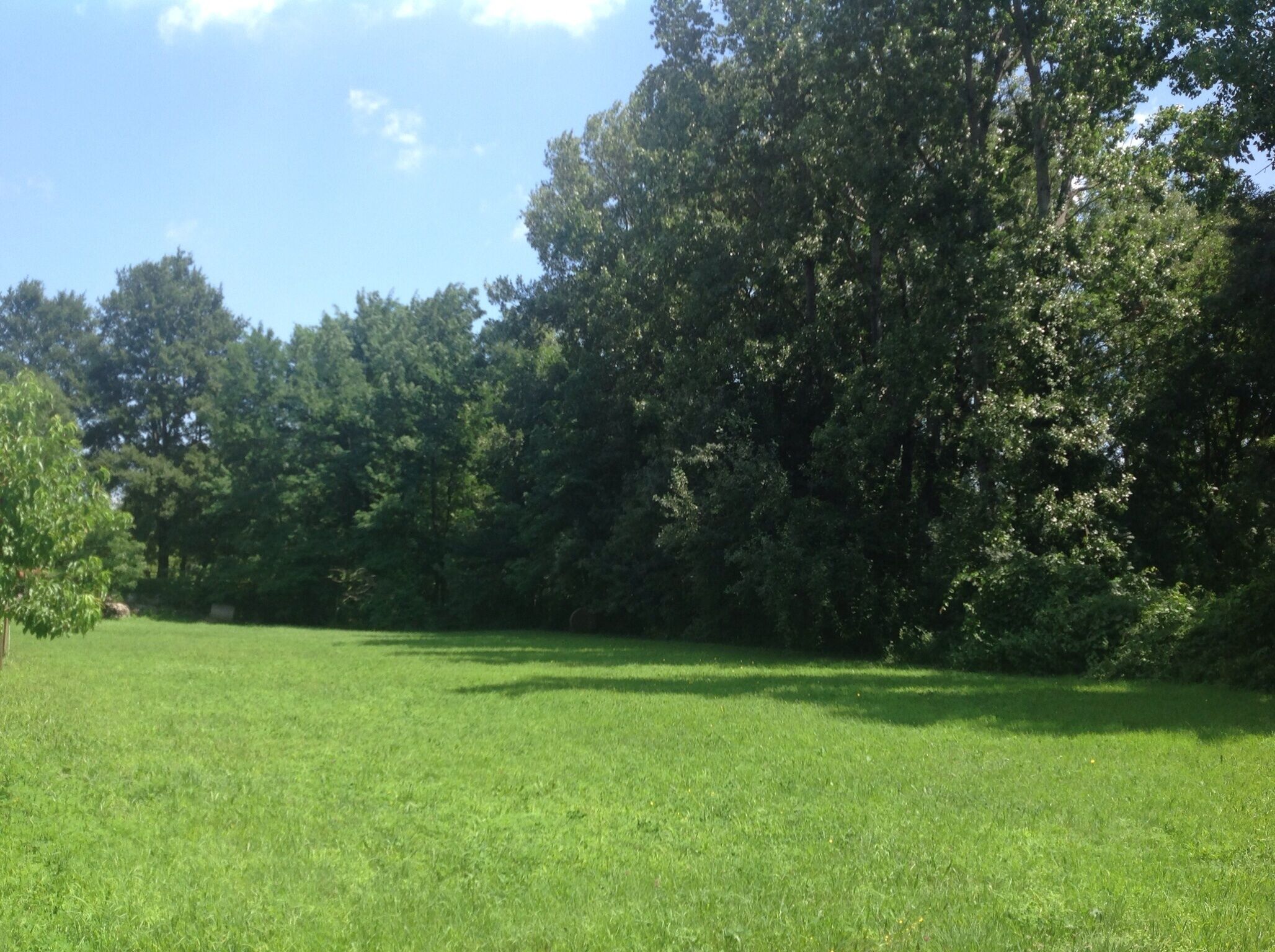 A grassy field with dense trees in the background.