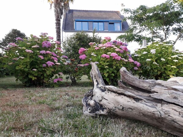 A house with a blue window frame, surrounded by pink hydrangea bushes.
