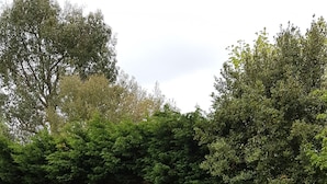 Un jardín con diversas plantas y flores, una valla de madera y un cantero elevado.