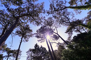 A forest with tall trees and sunlight filtering through. - Villa Dune & Ocean 100 m from the beach (Labenne)