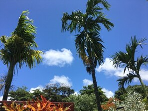 Een helderblauwe lucht met palmbomen en diverse andere begroeiing.