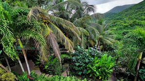 A lush garden with various tropical plants and a wooden deck. - Beautiful Tropical Island Villa for big families and groups (Frederiksted)