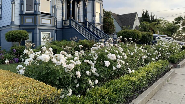 Una casa grande de dos pisos con una escalera destacada y un jardín bien cuidado con rosas blancas.