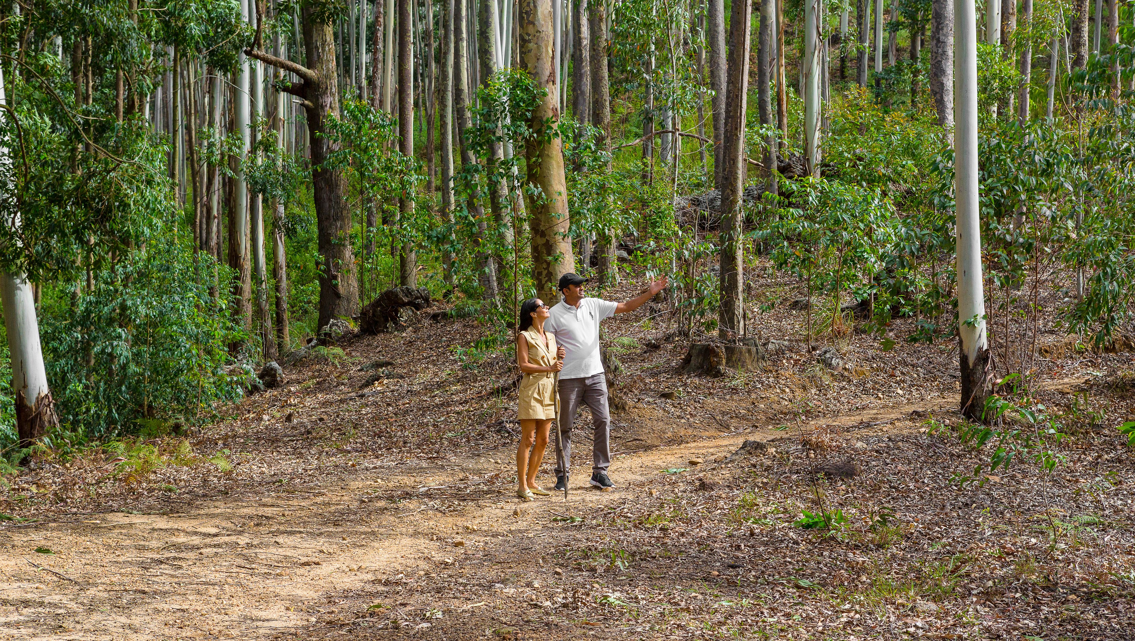A forested area with a dirt path.