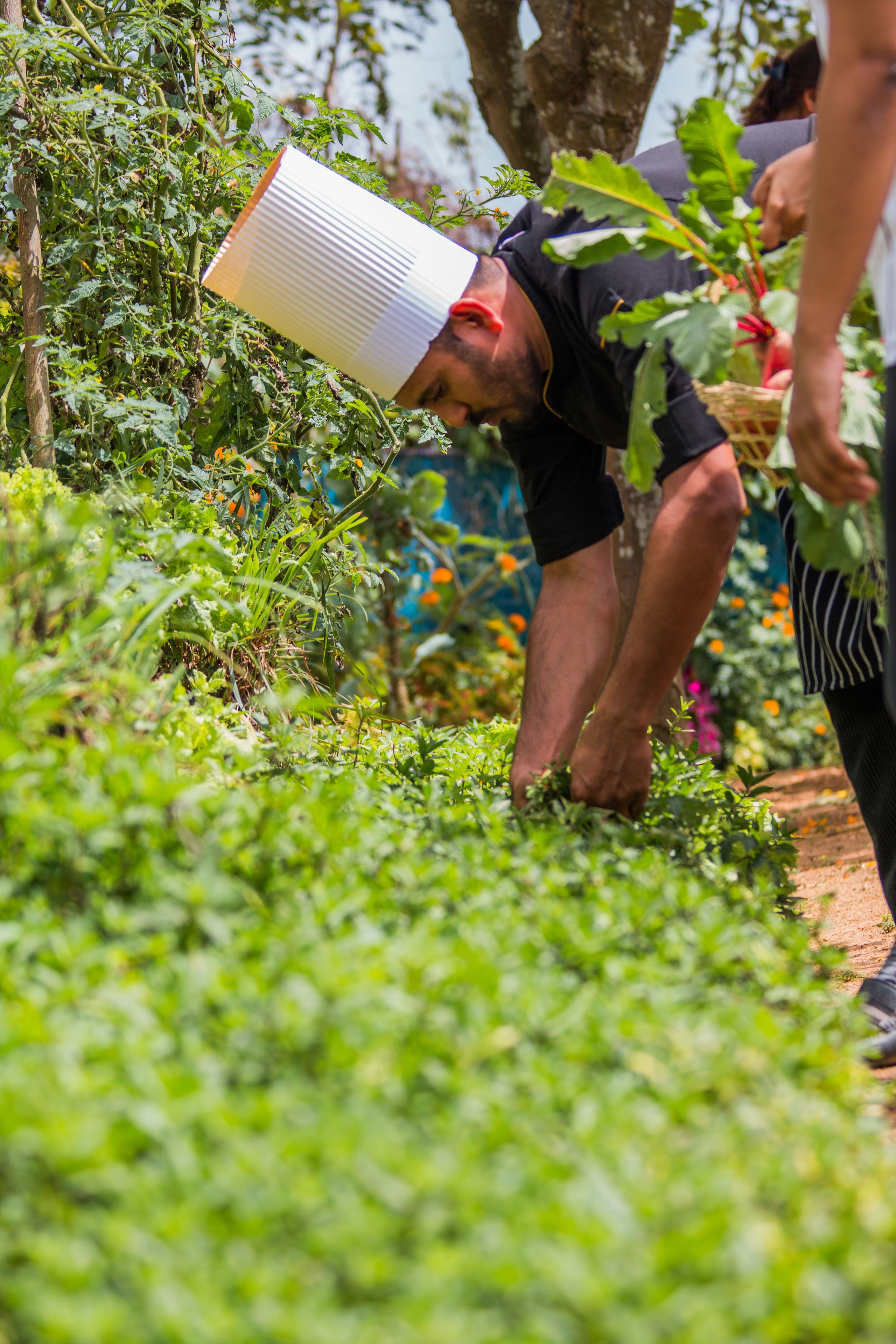 A person wearing a chef's hat working in a garden.