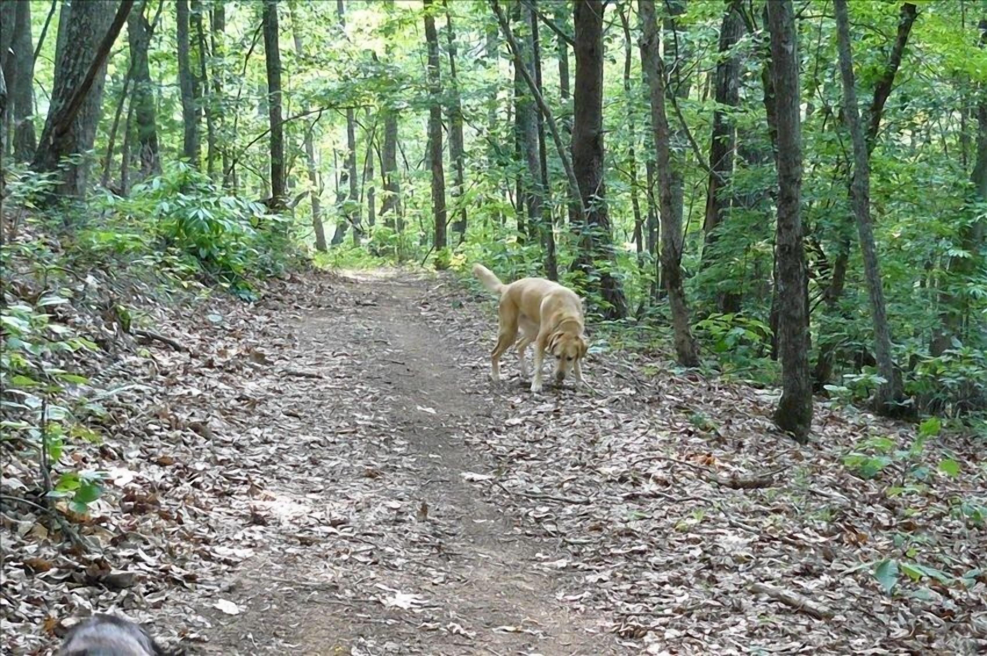Ein Hund geht auf einem Waldweg.