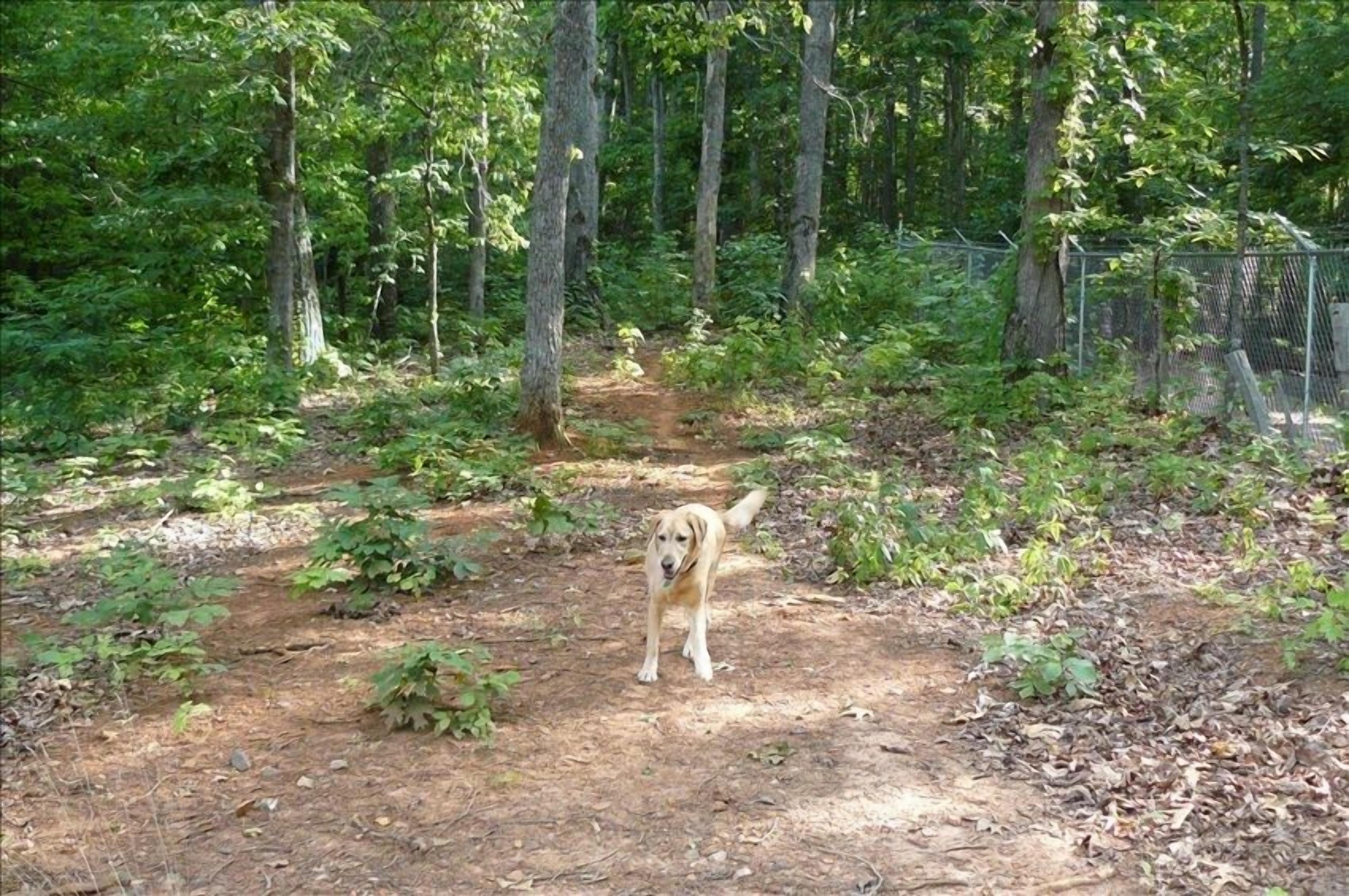 A dog standing on a dirt path surrounded by dense forest and a chain-link fence.