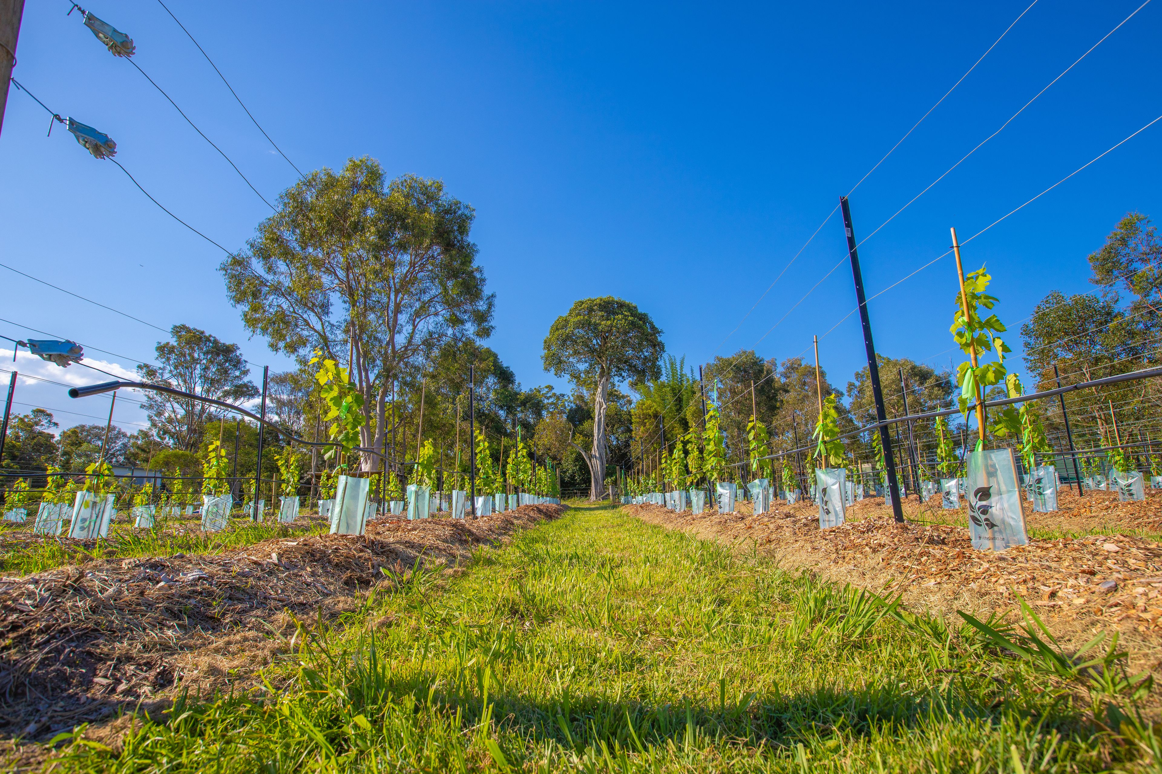 A pathway lined with young trees and a clear blue sky.