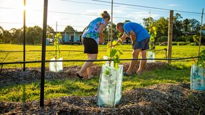 Deux personnes plantent des jeunes plants dans un parterre, avec une clôture en métal et une maison en arrière-plan.