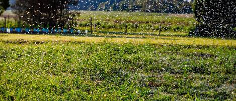 A field of green grass with a fence in the background.