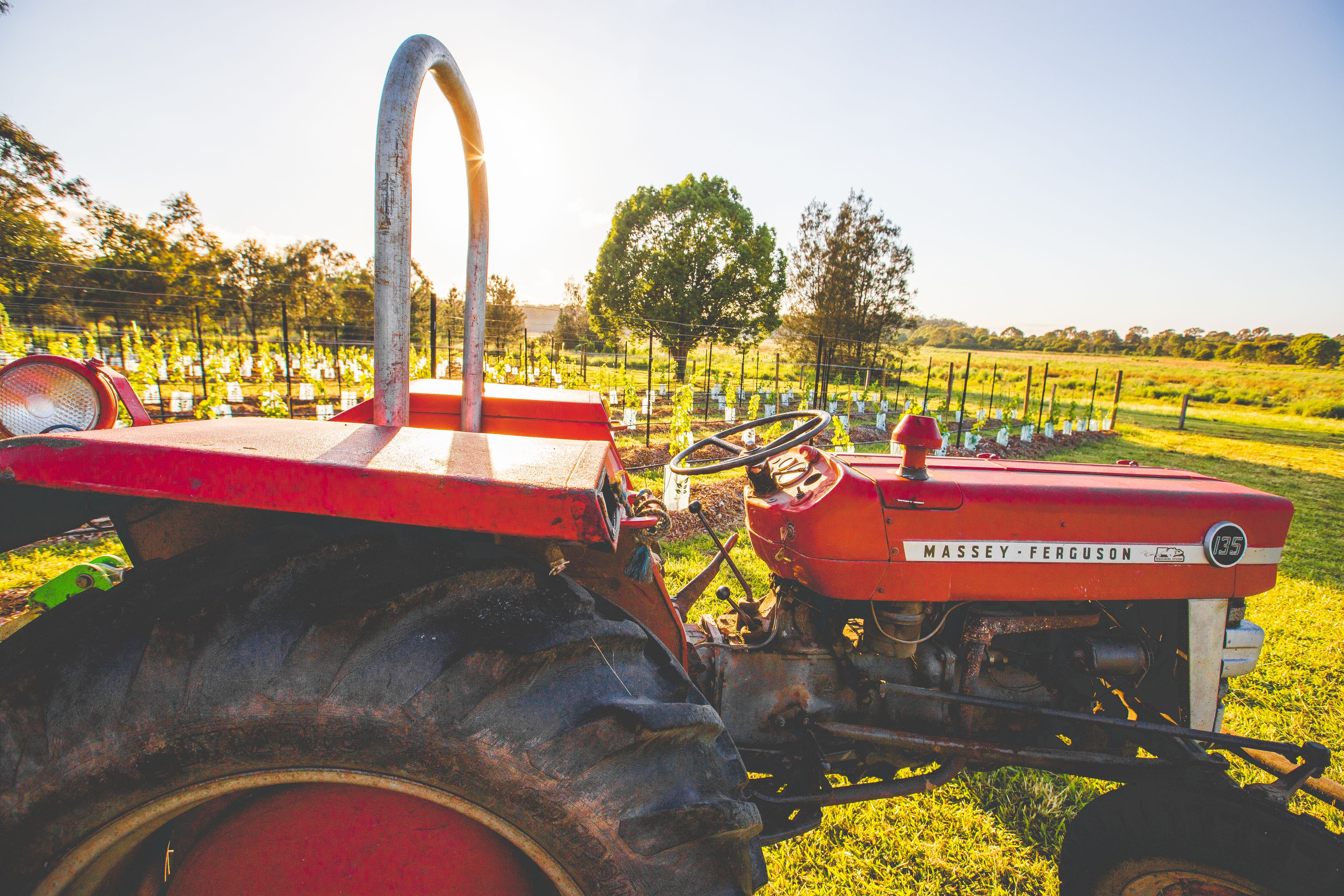 Een rode Massey Ferguson tractor in een veld met rijen gewassen.