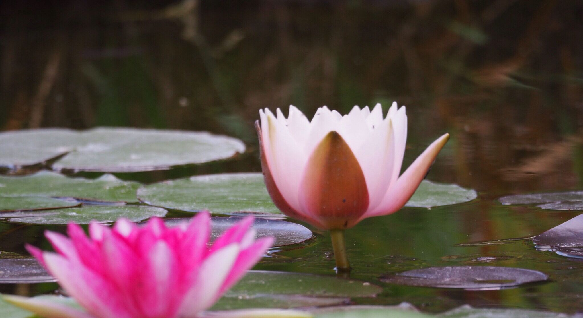 Eine Seerose in voller Blüte mit einer sich teilweise öffnenden Knospe, umgeben von Seerosenblättern auf einem Teich.