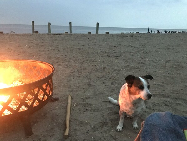 A beach scene with a fire pit and a dog.