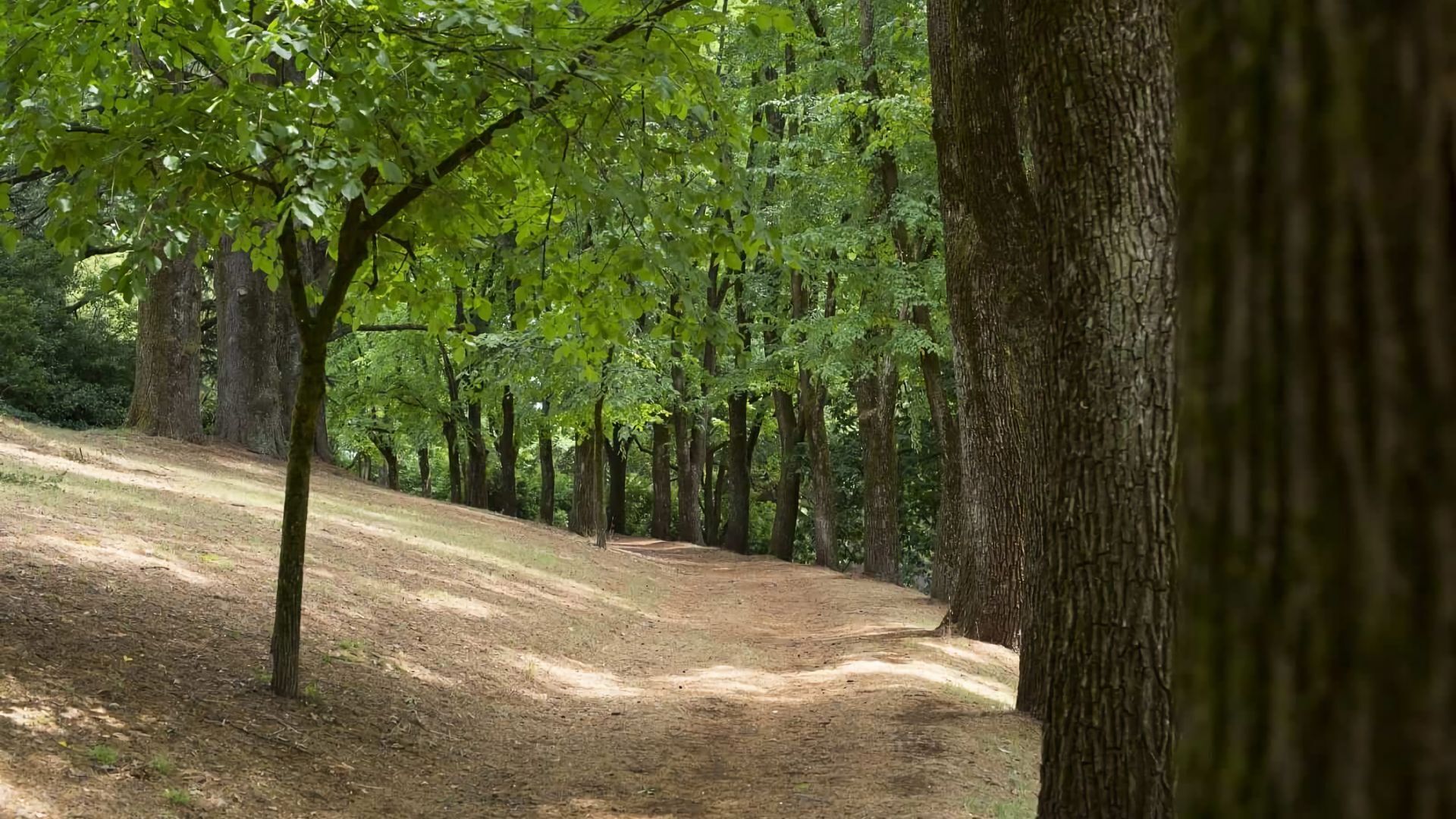 Un camí de terra bressat per arbres a ambdós costats.