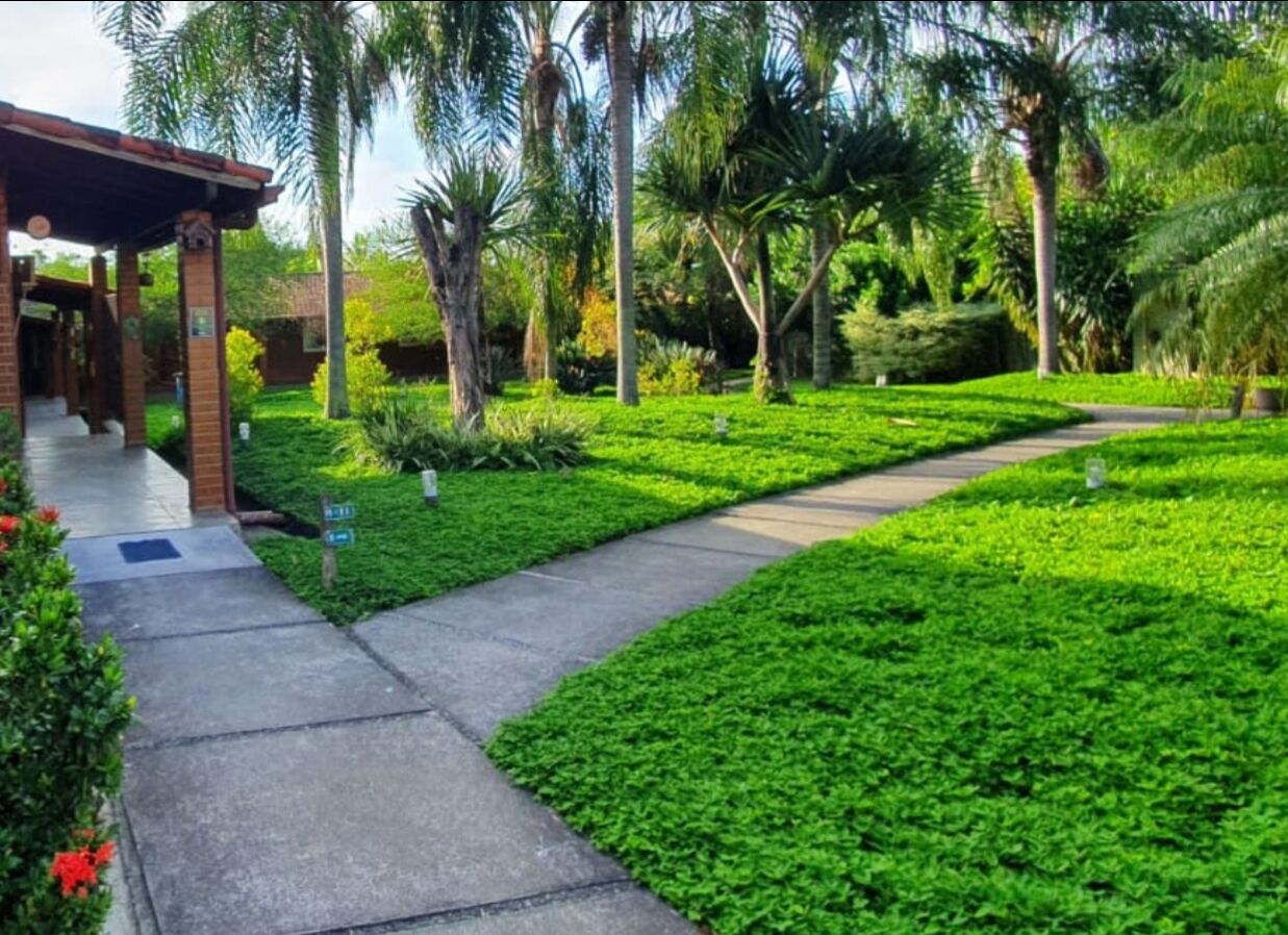 A well-maintained garden with a paved walkway, palm trees, and a brick building.