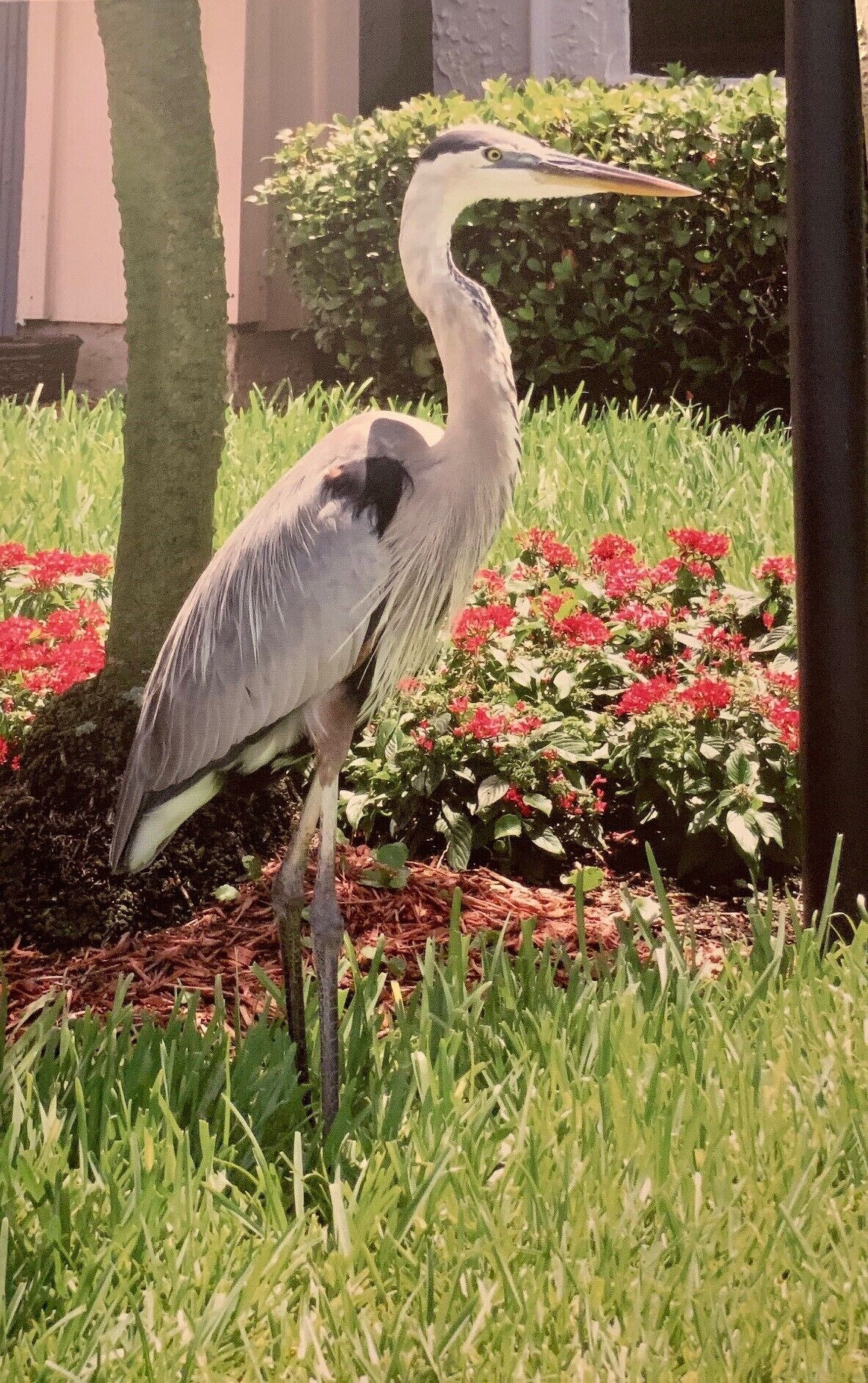 A heron standing in a garden with grass and red flowers.