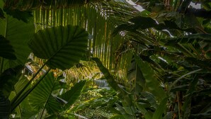 A stone staircase surrounded by lush tropical foliage leading to a wooden structure. - Ness By D-Ocean (Saint-Paul)