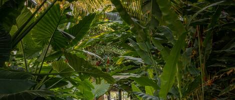 A stone staircase surrounded by lush tropical foliage leading to a wooden structure.