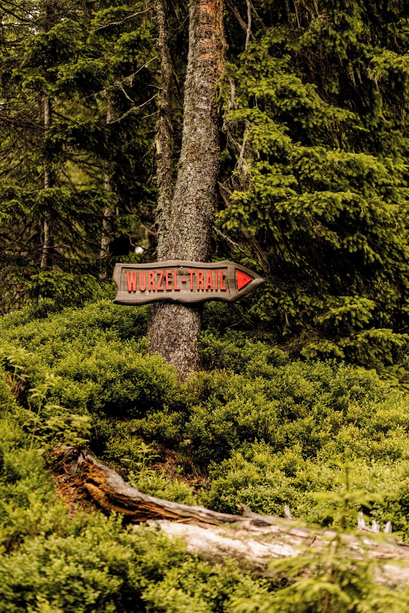 A signpost in a forested area with a sign pointing to 'WURZEL-TRAIL'.