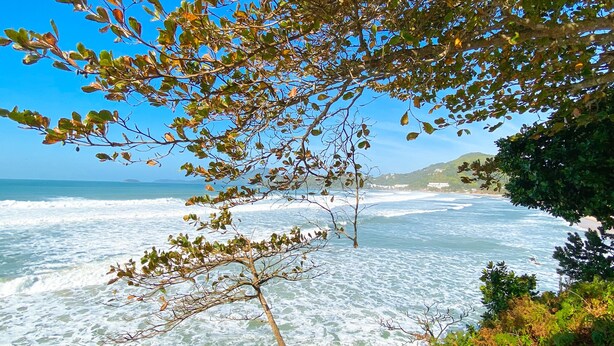 A coastal view with waves crashing onto the shore, a clear sky, and a tree in the foreground. - EXCELLENT APARTMENT 41 - SEA VIEW, TWO PARKING SPACES, ABSOLUTE HYGIENE, WE HAVE OTHER OPTIONS. (Ubatuba)