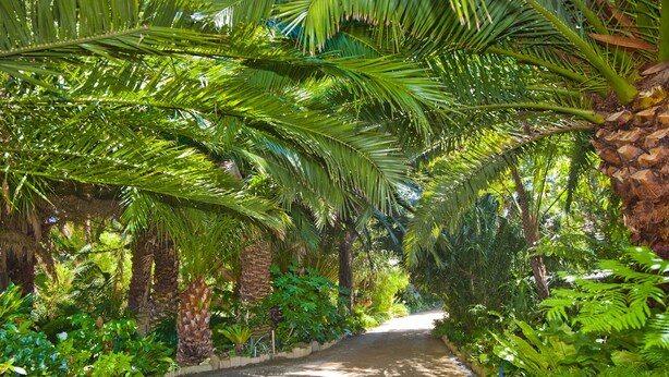 Un sentier bordé d’une végétation luxuriante et de palmiers.