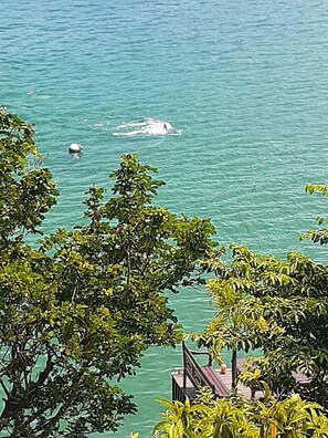 Vista de una zona costera con un muelle de madera que se adentra en aguas turquesas, rodeada de abundante vegetación.