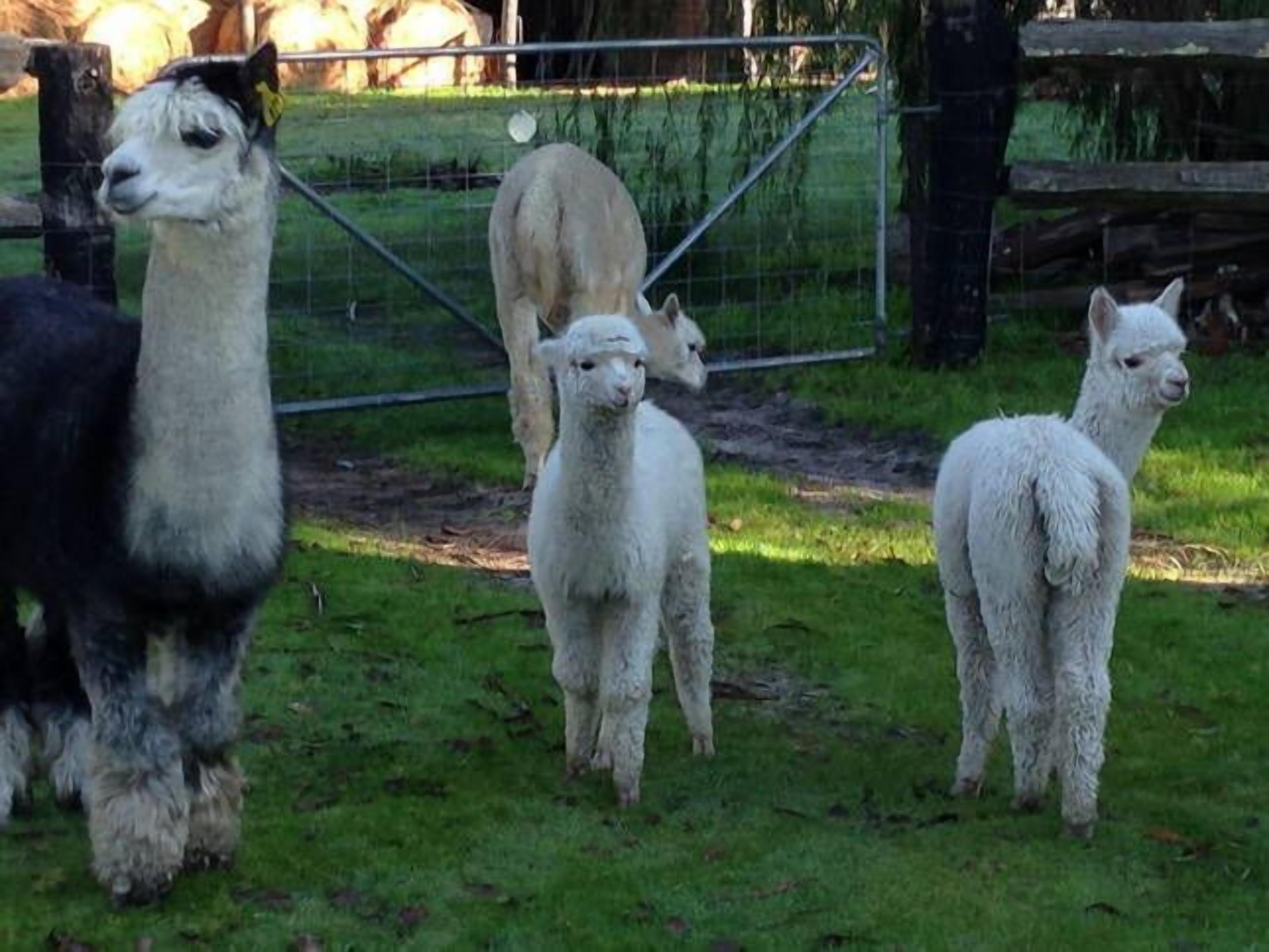 Ibis Park Farmstay - Mandurah Region — image 9