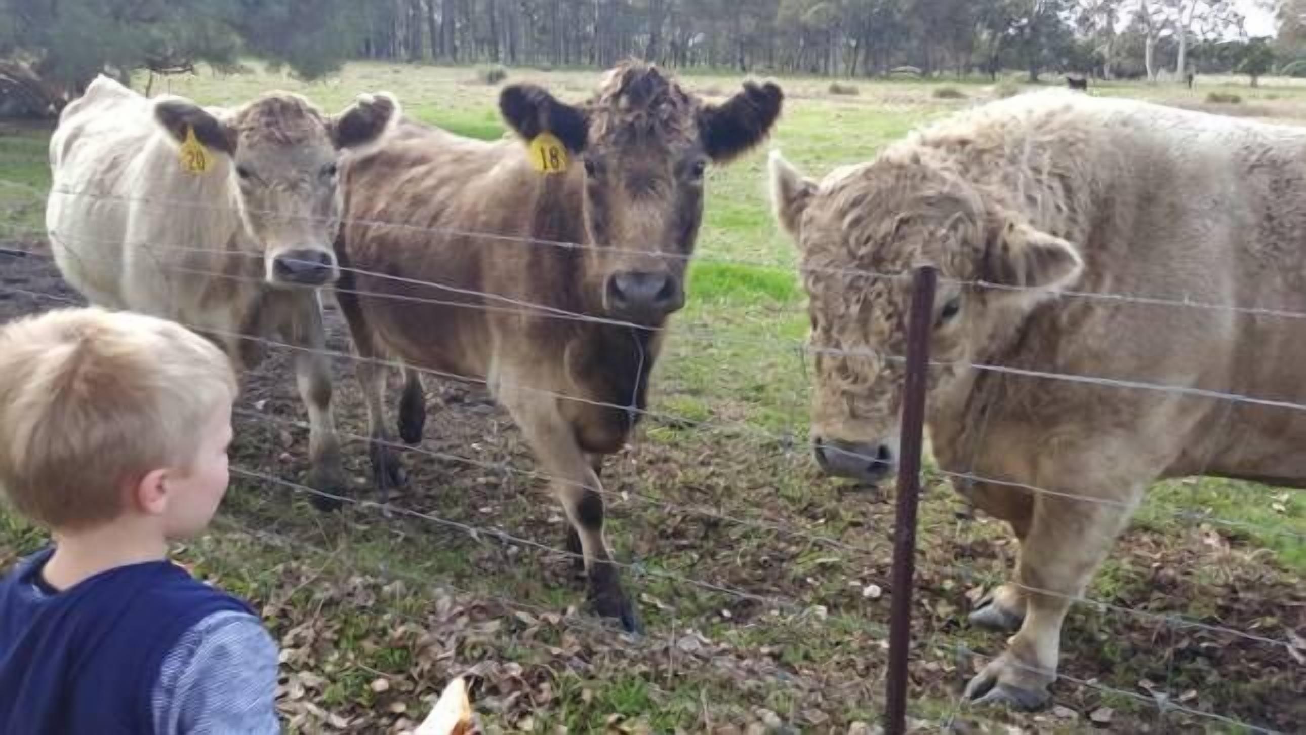 Ibis Park Farmstay - Mandurah Region — image 8