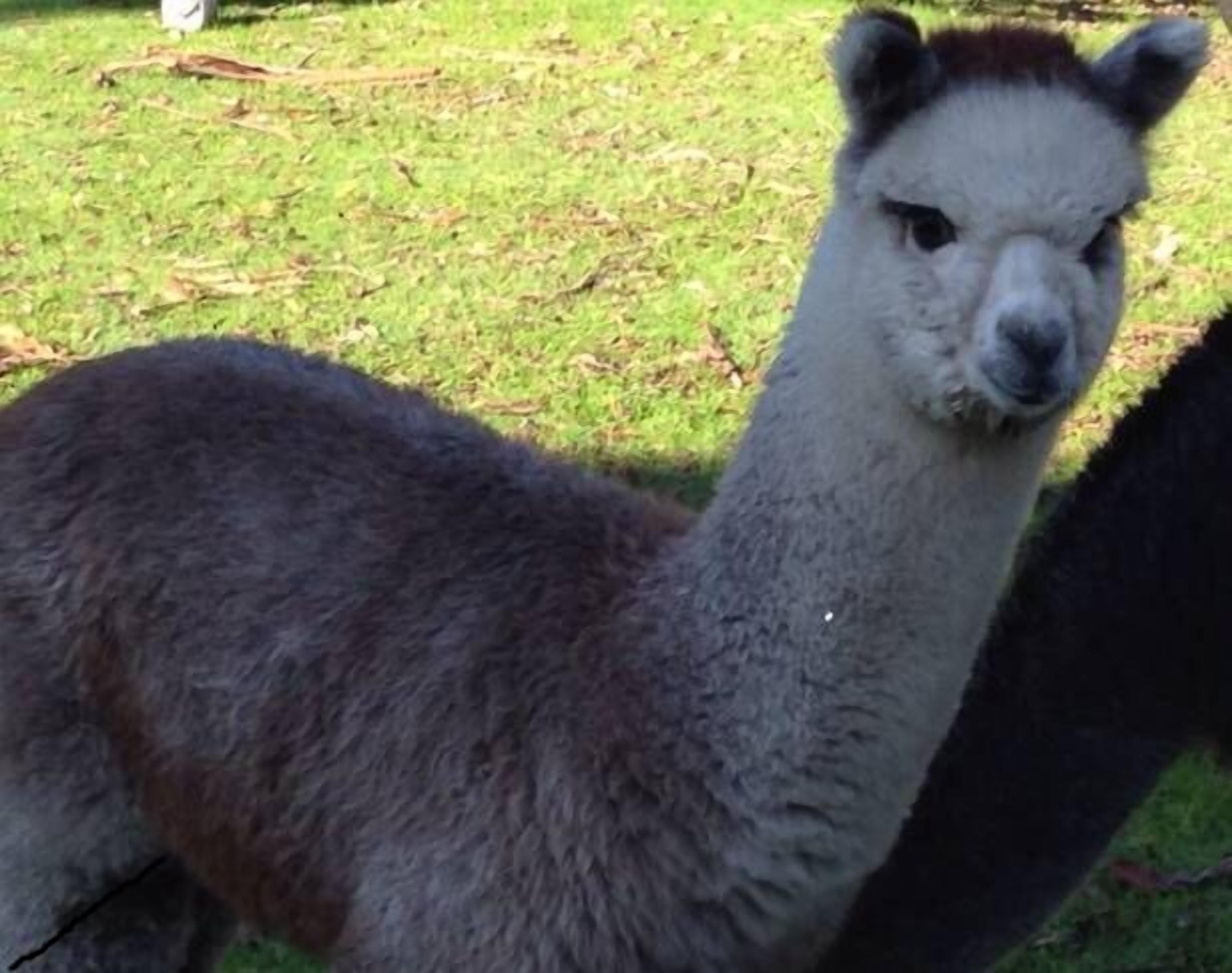 Ibis Park Farmstay - Mandurah Region — image 6