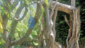 Ein Garten mit einer Holzkonstruktion, verschiedenen Pflanzen und einer gepflasterten Fläche.