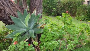 Ein Garten mit einem großen Baum, grünem Blätterwerk und roten Blüten.
