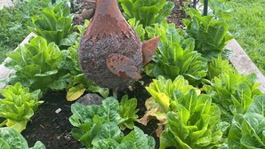Una jardinera con vegetales de hoja y una escultura metálica decorativa.