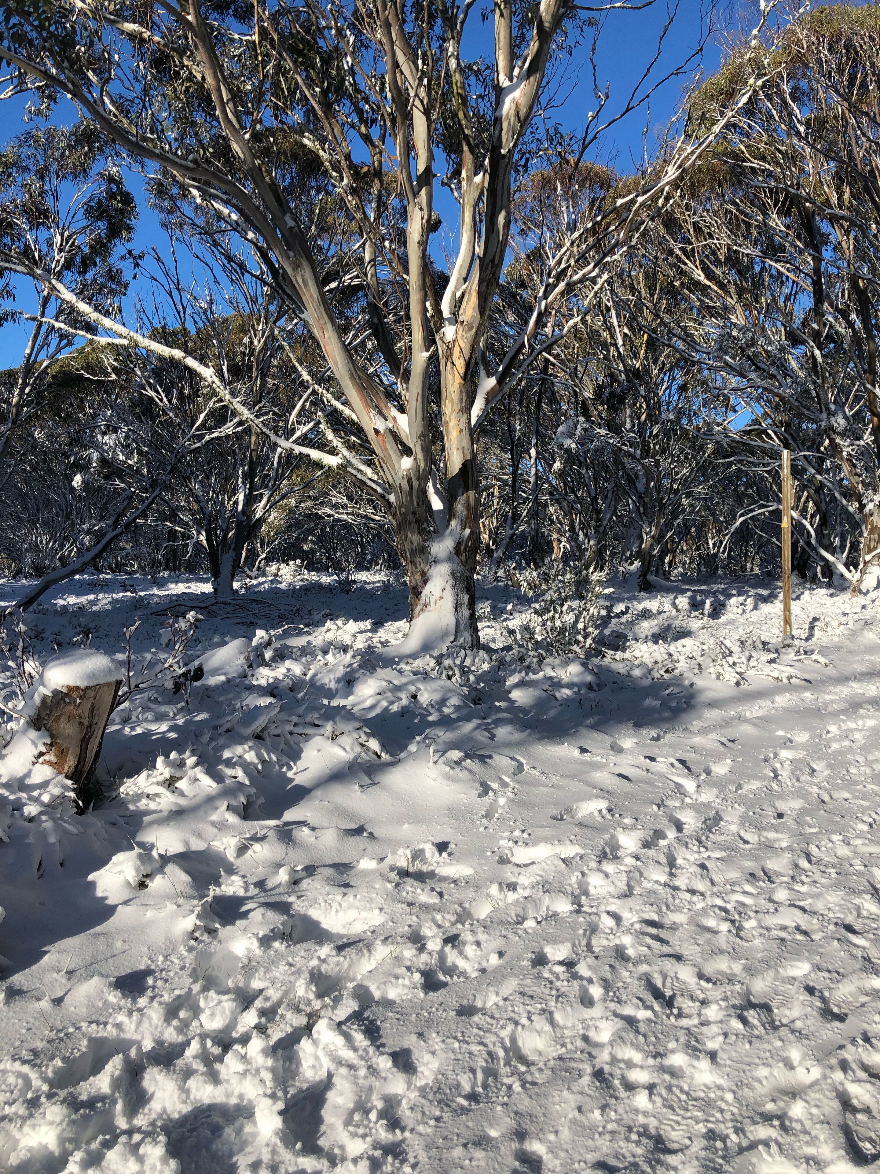 Bogong Chalet / Dinner Plain — image 24