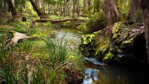 Property grounds - Ablac Studio - True Bush Retreat (WHEATSHEAF)