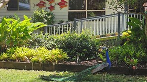 Un paon dans un jardin où poussent différentes espèces de plantes, le tout entouré d’une clôture en métal.