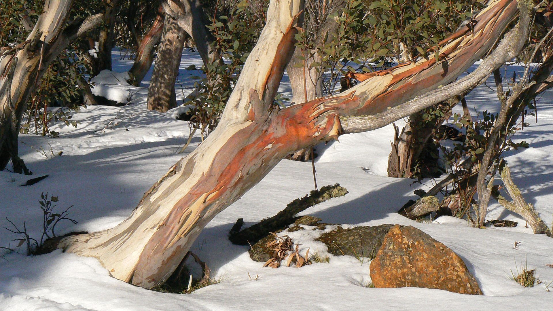Un paysage enneigé, parsemé d’arbres abattus et de rochers.