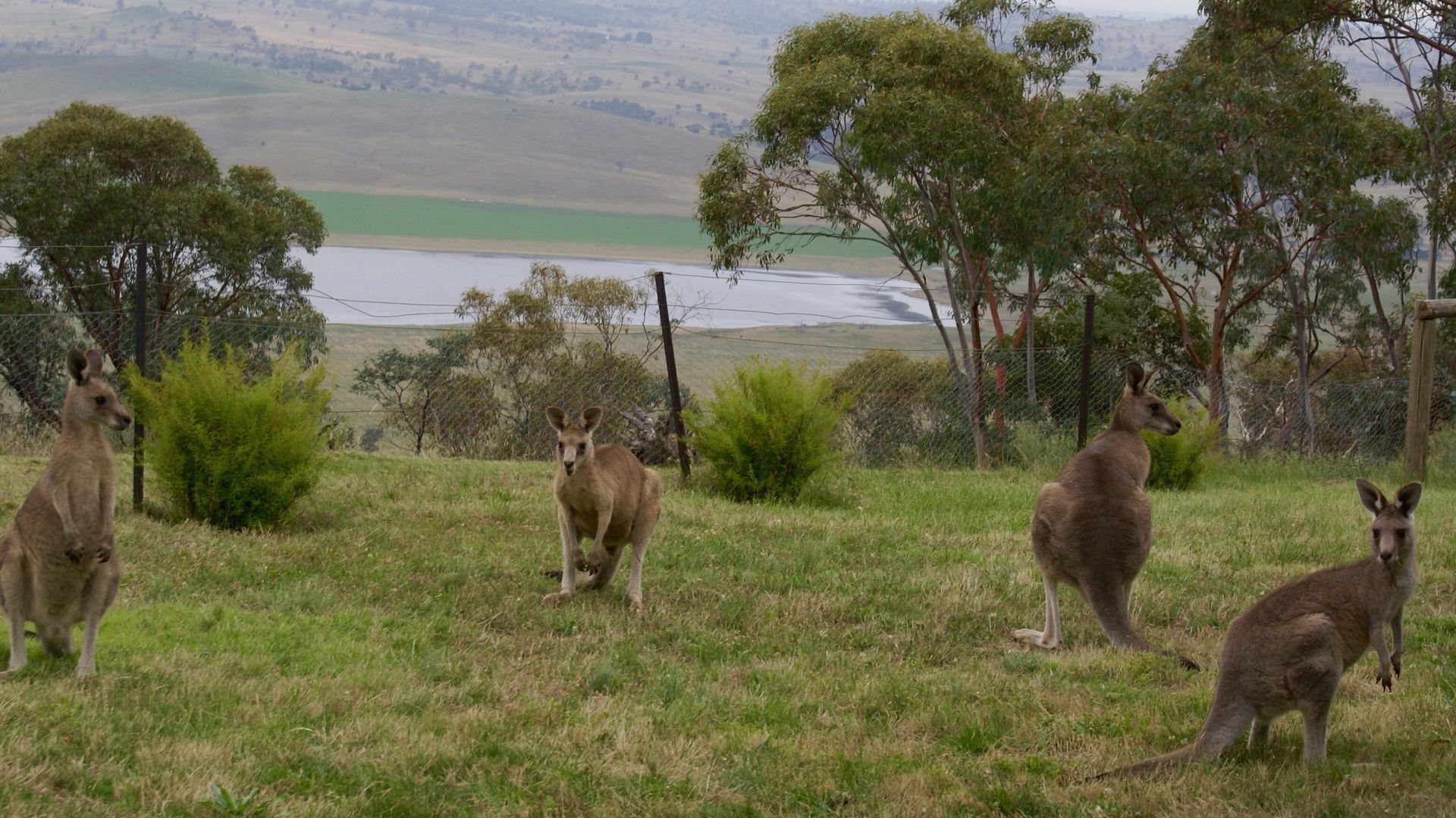 Farmhouse on Top of Varneys Range close to Snowy Mountains & Jindabyne — image 13