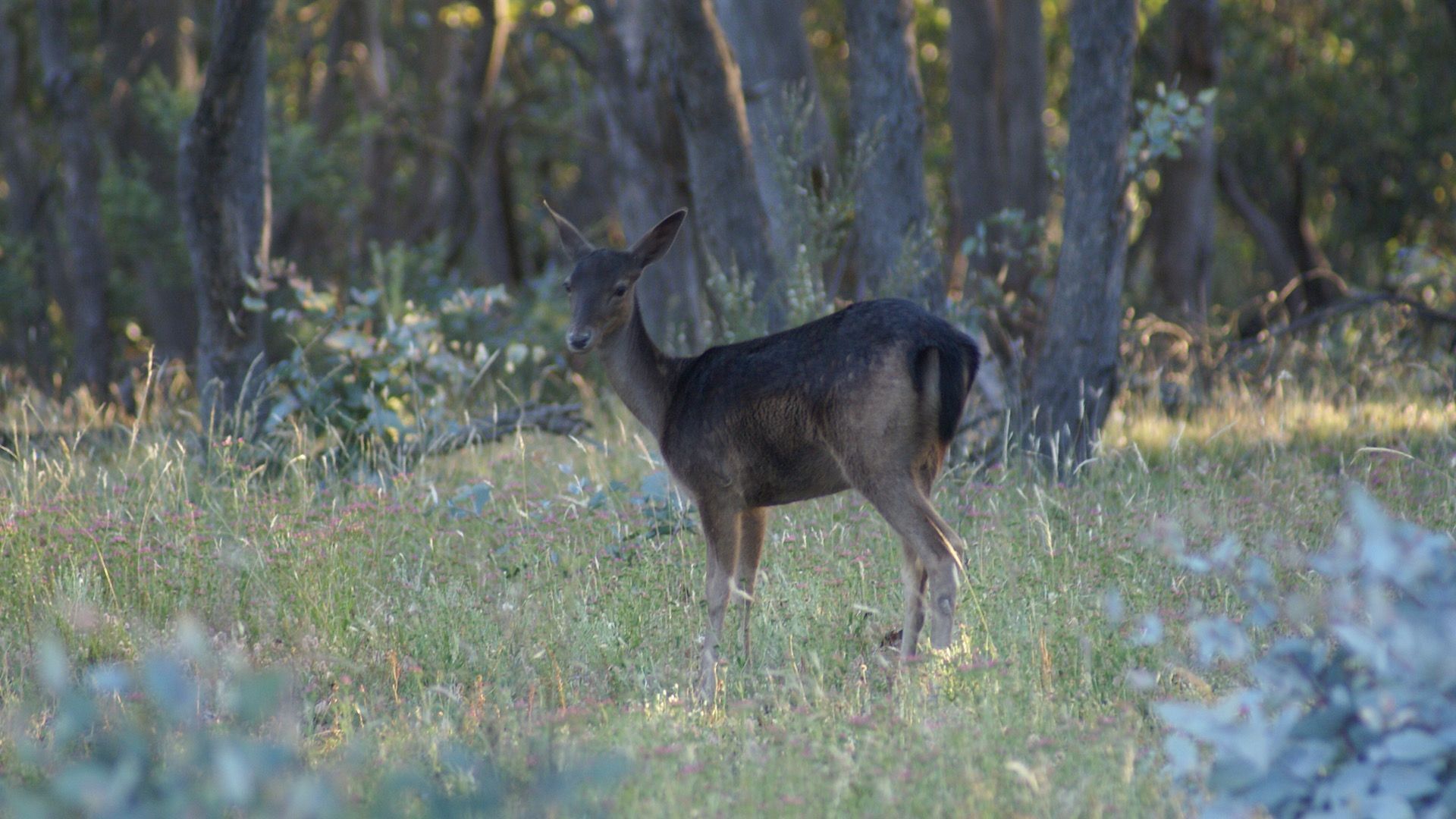 Farmhouse on Top of Varneys Range close to Snowy Mountains & Jindabyne — image 17