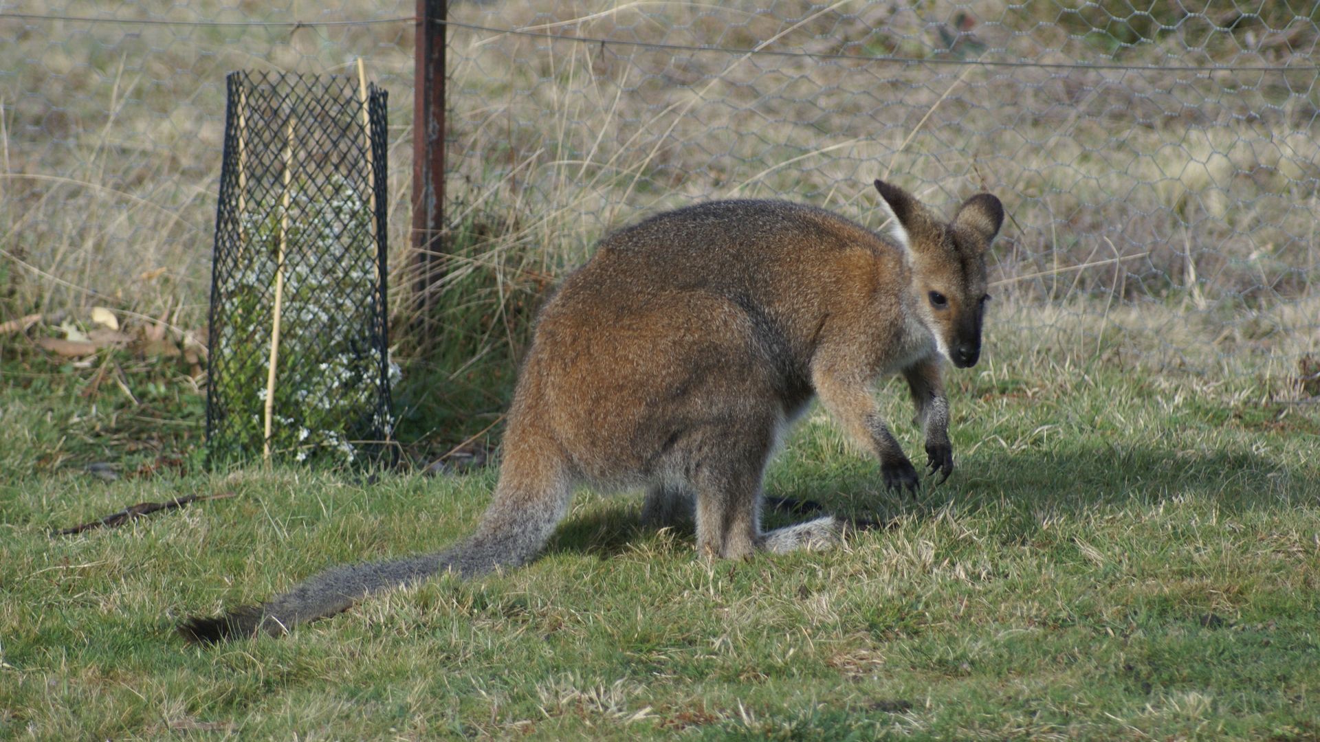 Farmhouse on Top of Varneys Range close to Snowy Mountains & Jindabyne — image 16