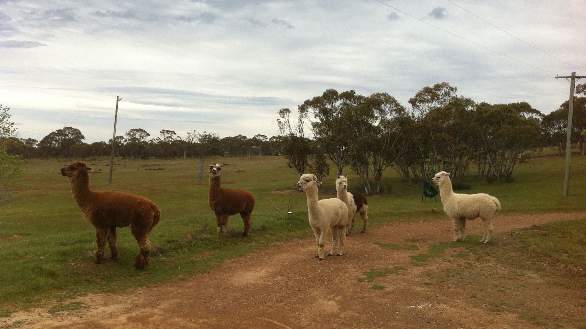 Farmhouse on Top of Varneys Range close to Snowy Mountains & Jindabyne — image 23
