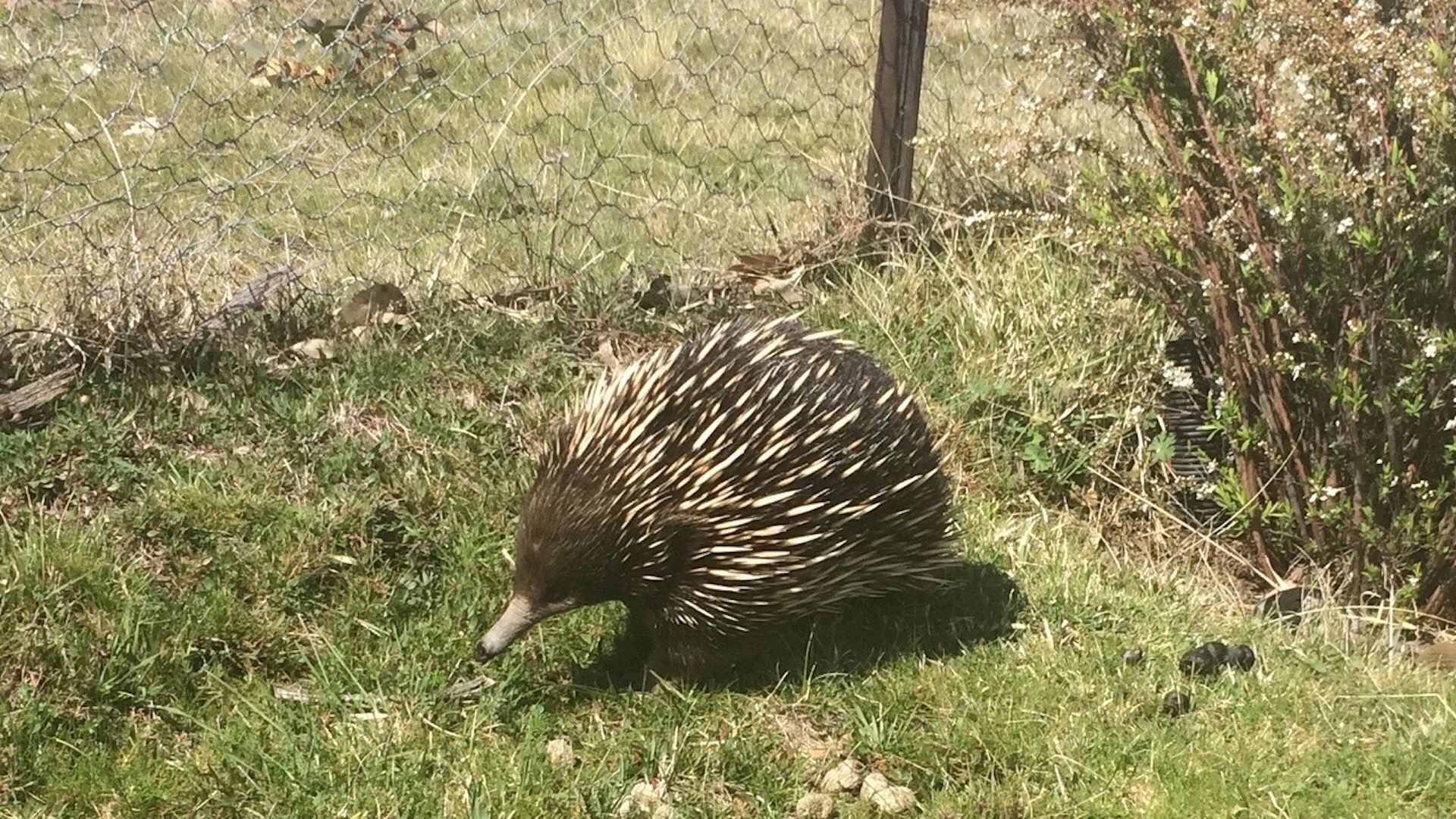 Farmhouse on Top of Varneys Range close to Snowy Mountains & Jindabyne — image 15