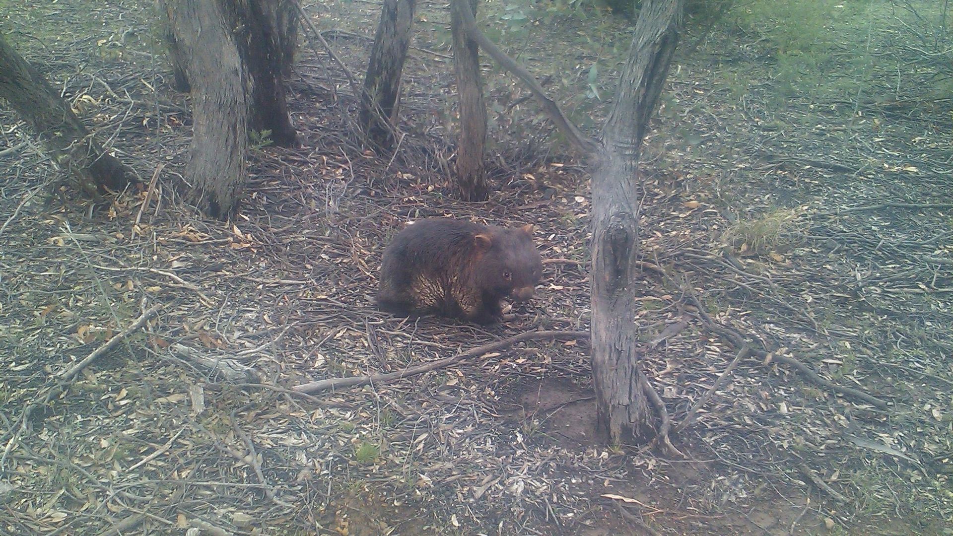 Farmhouse on Top of Varneys Range close to Snowy Mountains & Jindabyne — image 18