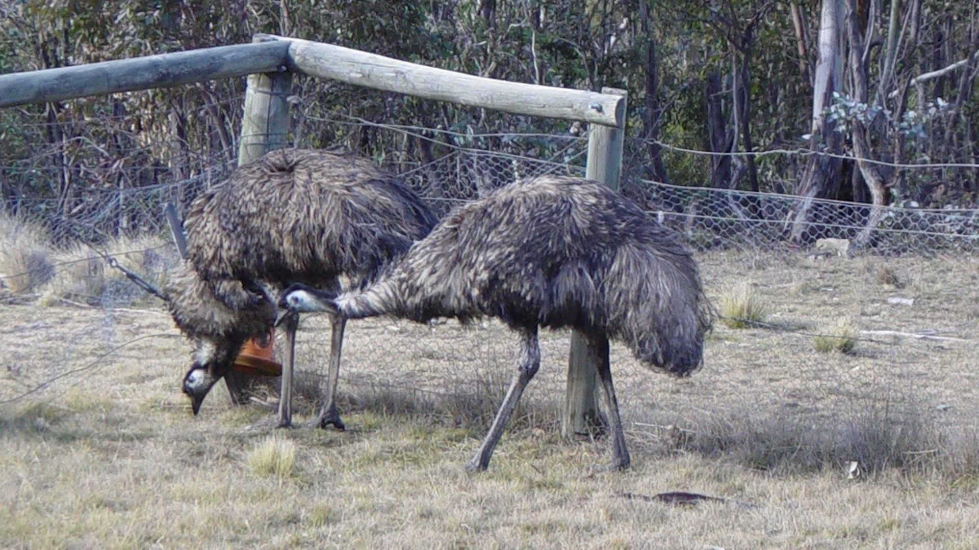 Farmhouse on Top of Varneys Range close to Snowy Mountains & Jindabyne — image 14
