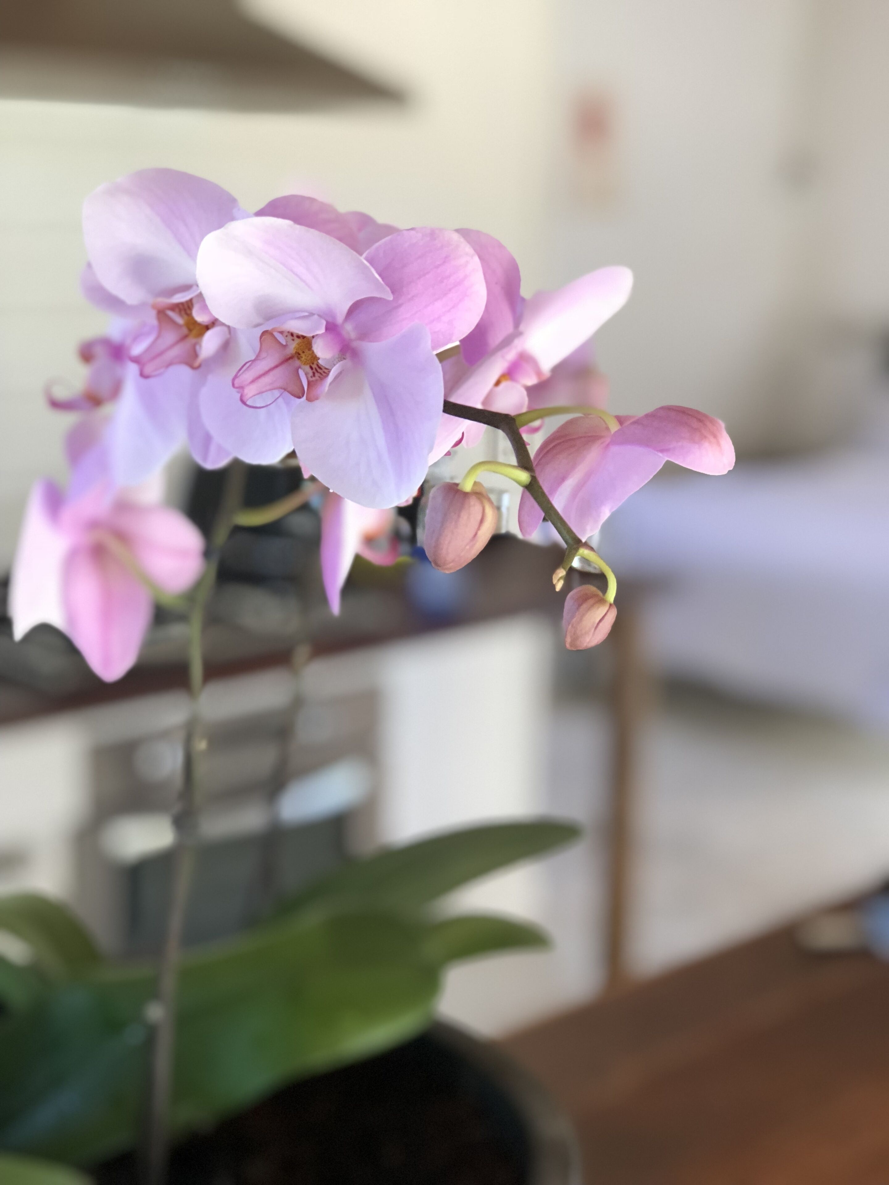 Under A Peppercorntree.