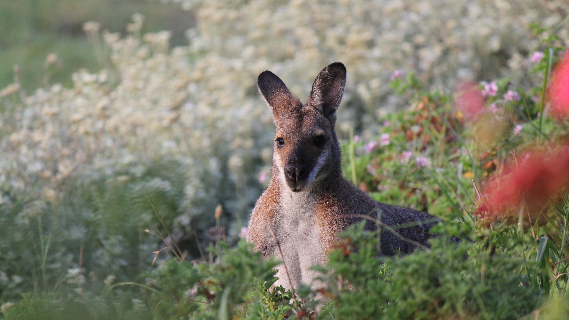 Valley View Cottage & Acres Hunter Valley Wine Region — image 25