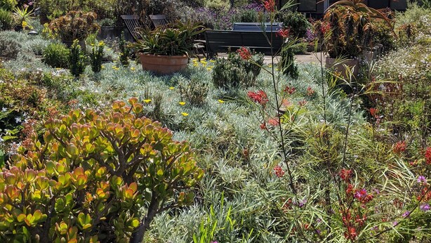 Un jardí amb diverses plantes i un edifici amb teulada fosca.