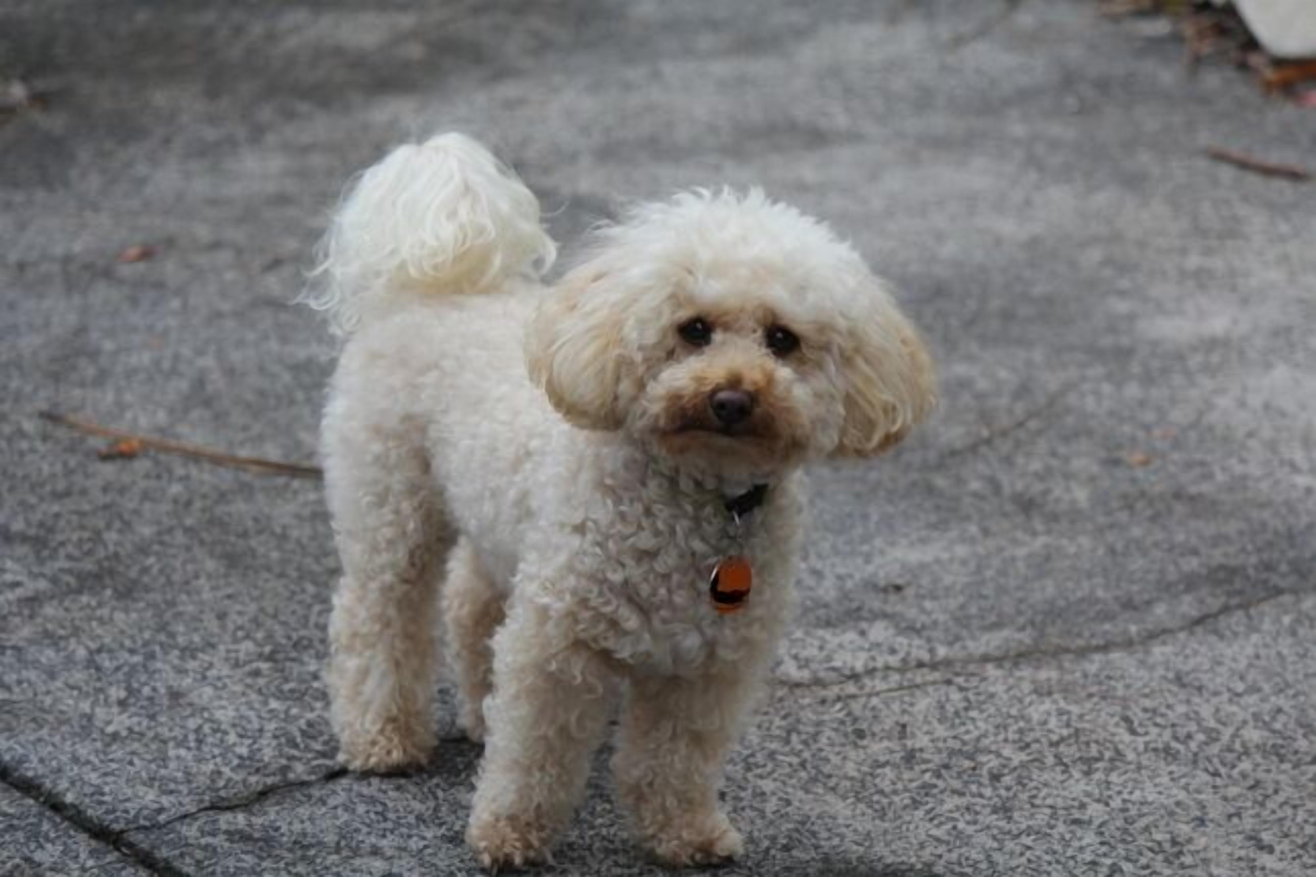 Valley View Cottage & Acres Hunter Valley Wine Region — image 5