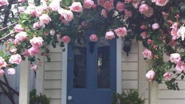 A blue door with a pink rose-covered trellis.