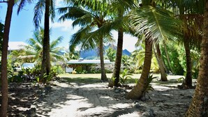A tropical outdoor area with palm trees and a sandy path leading to a building with a green roof. - Tuteveras' Arms - Arorangi (Arorangi)